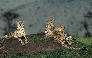 Картинка животные гепарды трава холм саванна семья