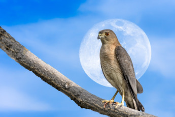 Картинка животные птицы+-+хищники луна ветка птица
