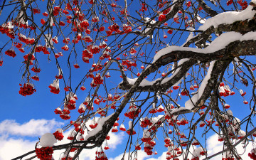 Картинка природа Ягоды +рябина ветки рябина зима снег