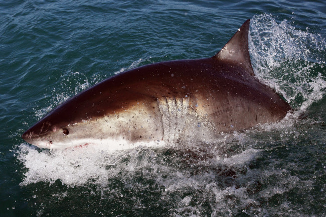 Обои картинки фото shark  attack, животные, акулы, attack, shark, подводный, челюсти, вода, рыба, акула, мир