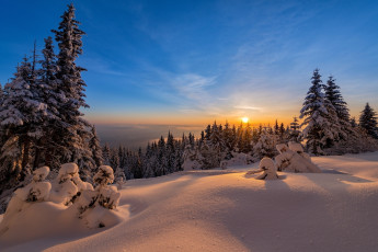 Картинка природа лес закат солнце деревья ели снег зима пейзаж