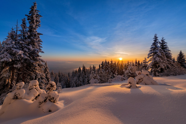 Обои картинки фото природа, лес, закат, солнце, деревья, ели, снег, зима, пейзаж