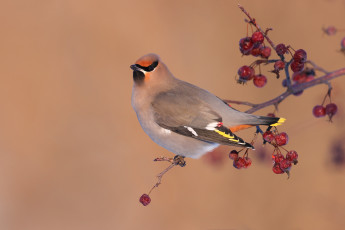 Картинка животные свиристели осень ягоды фон птица ветка плоды свиристель боярышник