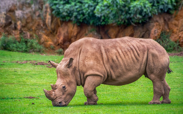 Картинка животные носороги носорог лужайка