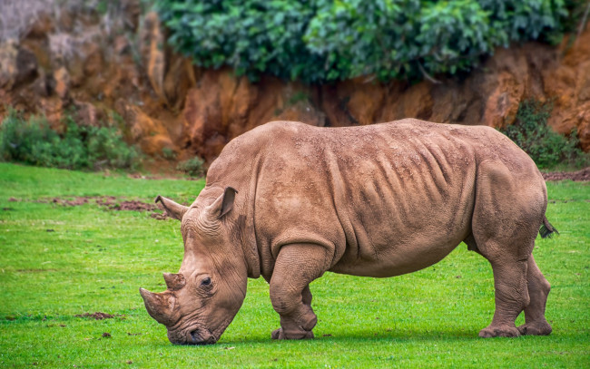 Обои картинки фото животные, носороги, носорог, лужайка