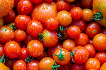 Картинка еда помидоры спелые много урожай капли