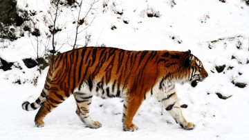 обоя животные, тигры, тигр, снег