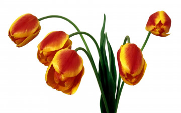 Картинка цветы тюльпаны оранжевые