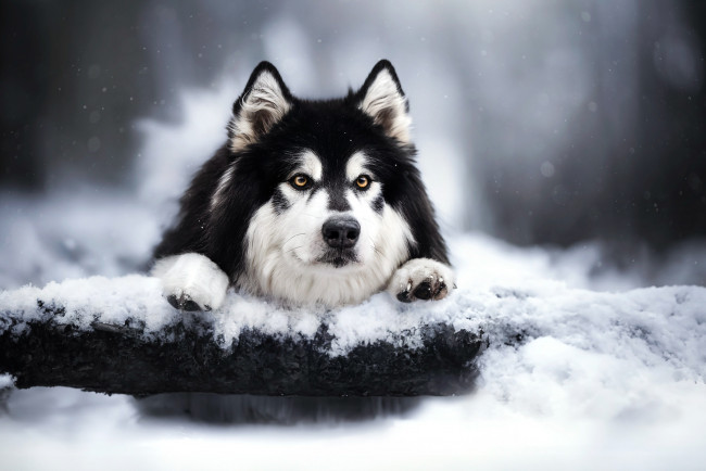 Обои картинки фото животные, собаки, зима