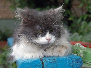 Картинка мартынов бодуна животные коты