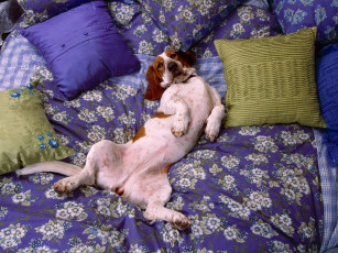 Картинка relax get comfy животные собаки