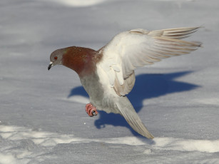 Картинка животные голуби снег голубь