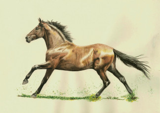 обоя рисованные, животные, лошади, лошадь, конь