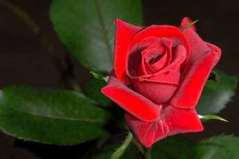 Картинка цветы розы лепестки красный яркий
