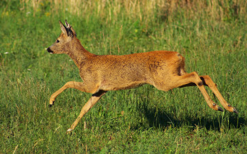 Картинка животные олени бег