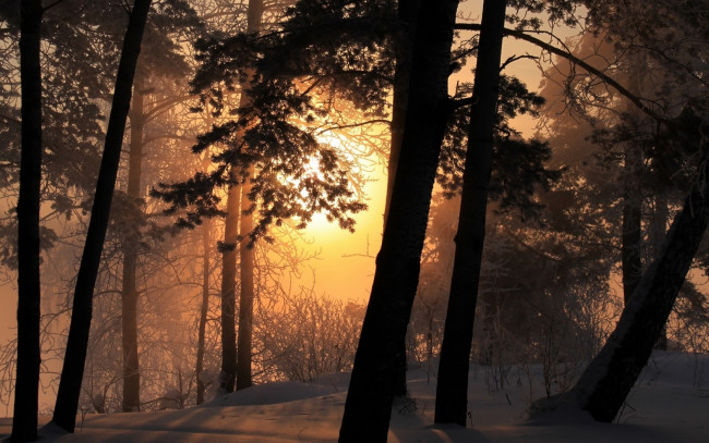 Обои картинки фото природа, восходы, закаты, снег, деревья