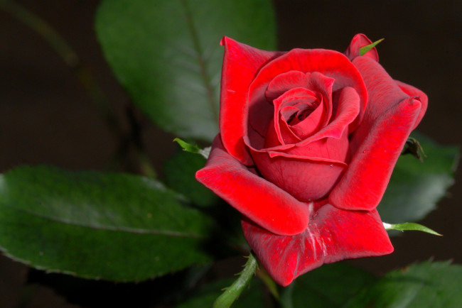 Обои картинки фото цветы, розы, лепестки, красный, яркий