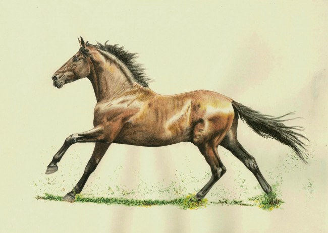 Обои картинки фото рисованные, животные, лошади, лошадь, конь