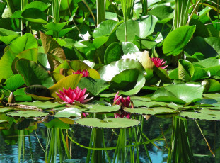 Картинка цветы лилии водяные нимфеи кувшинки листья