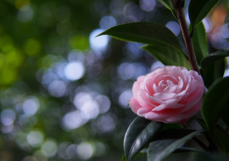 Картинка цветы камелии розовый ветка