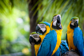 Картинка животные попугаи ара
