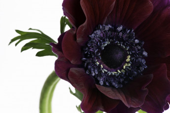 Картинка цветы анемоны адонисы бордовый макро
