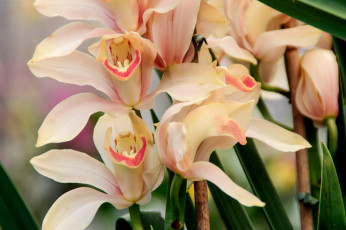 Картинка цветы орхидеи кремовый
