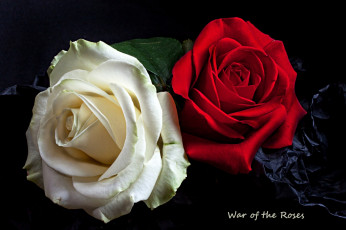 Картинка цветы розы война пара белый красный