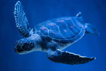 Картинка животные Черепахи панцирь плавание