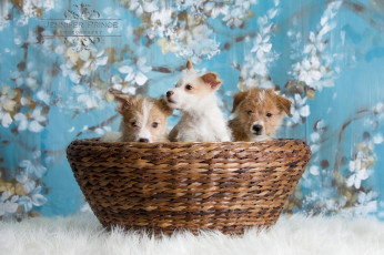 Картинка животные собаки щенки корзина