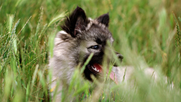 Картинка животные собаки собака язык трава