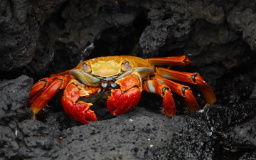 обоя crab, животные, крабы, раки, краб, подводный, мир