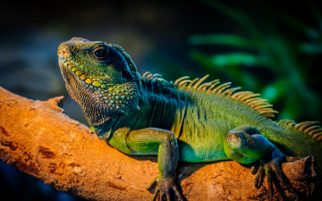 Картинка iguana животные Ящерицы игуаны вараны окрас игуана ветка