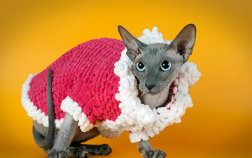 Картинка животные коты фон кошка сфинкс