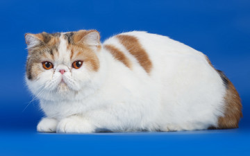 Картинка животные коты кошка взгляд фон