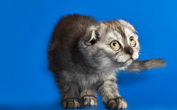 Картинка животные коты кошка взгляд фон вислоухий