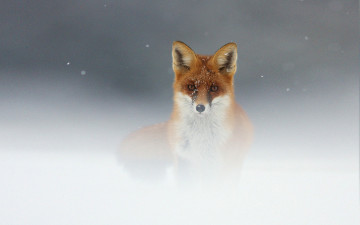 Картинка животные лисы лиса рыжая туман