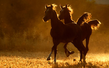 Картинка животные лошади две бег