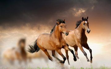 Картинка животные лошади галоп