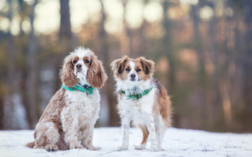 Картинка животные собаки снег зима