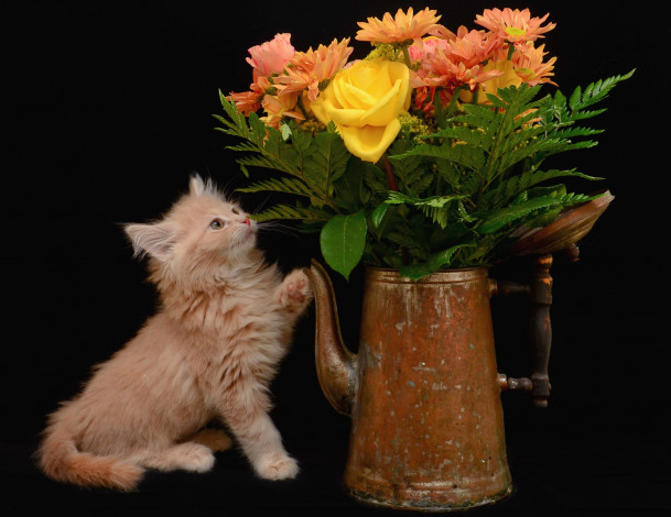 Обои картинки фото животные, коты, котенок, букет, ваза
