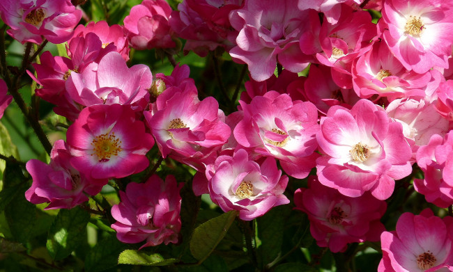 Обои картинки фото цветы, шиповник, много, розовый