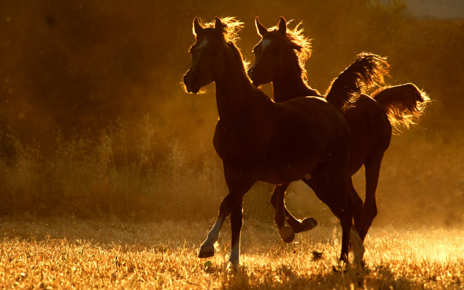 Обои картинки фото животные, лошади, две, бег