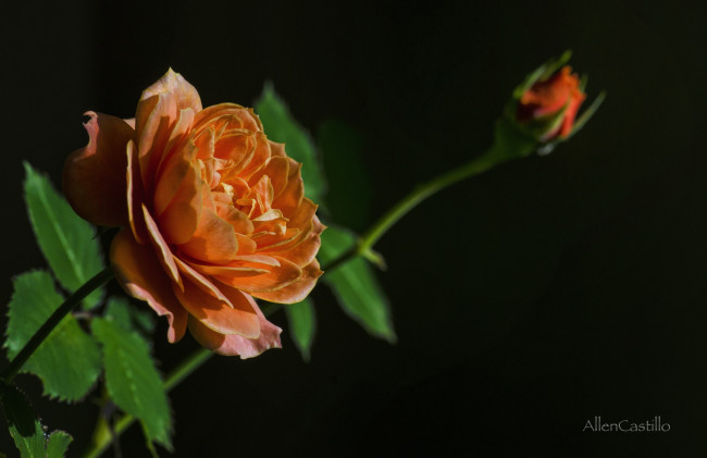 Обои картинки фото цветы, розы, бутон, оранжевый