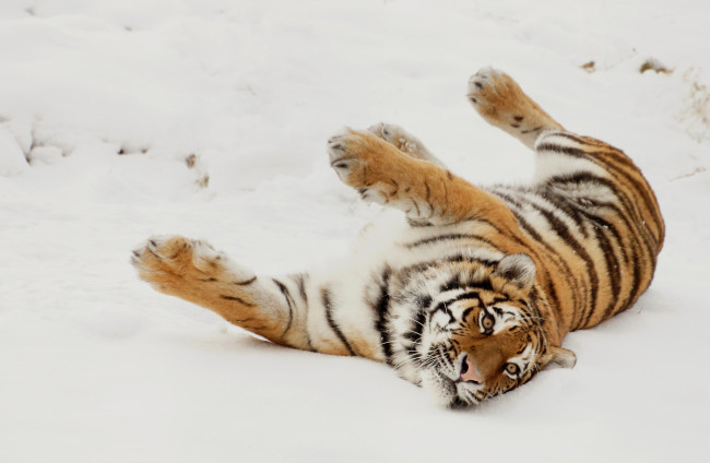 Обои картинки фото животные, тигры, снег, игра