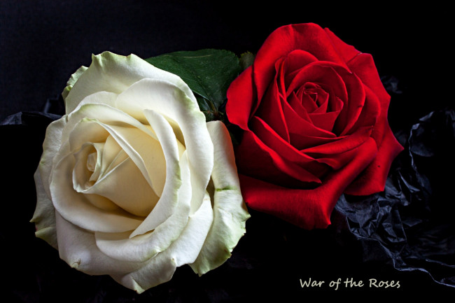 Обои картинки фото цветы, розы, война, пара, белый, красный