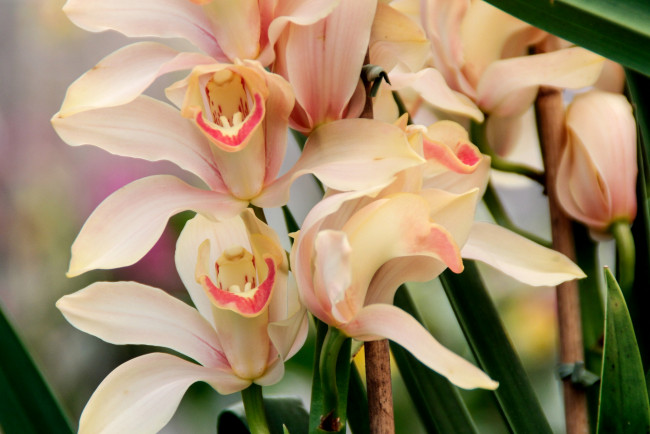 Обои картинки фото цветы, орхидеи, кремовый