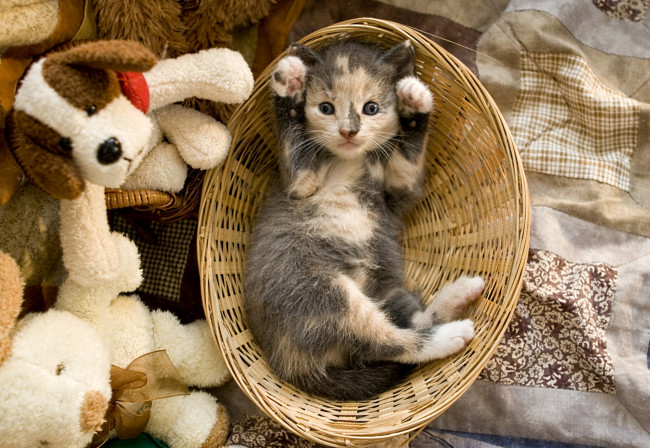 Обои картинки фото животные, коты, корзина, котенок, игрушки