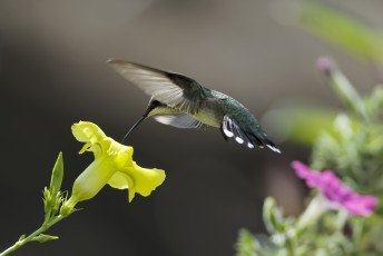 Картинка животные птицы птичка колибри