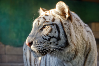 Картинка животные тигры профиль морда белый тигр